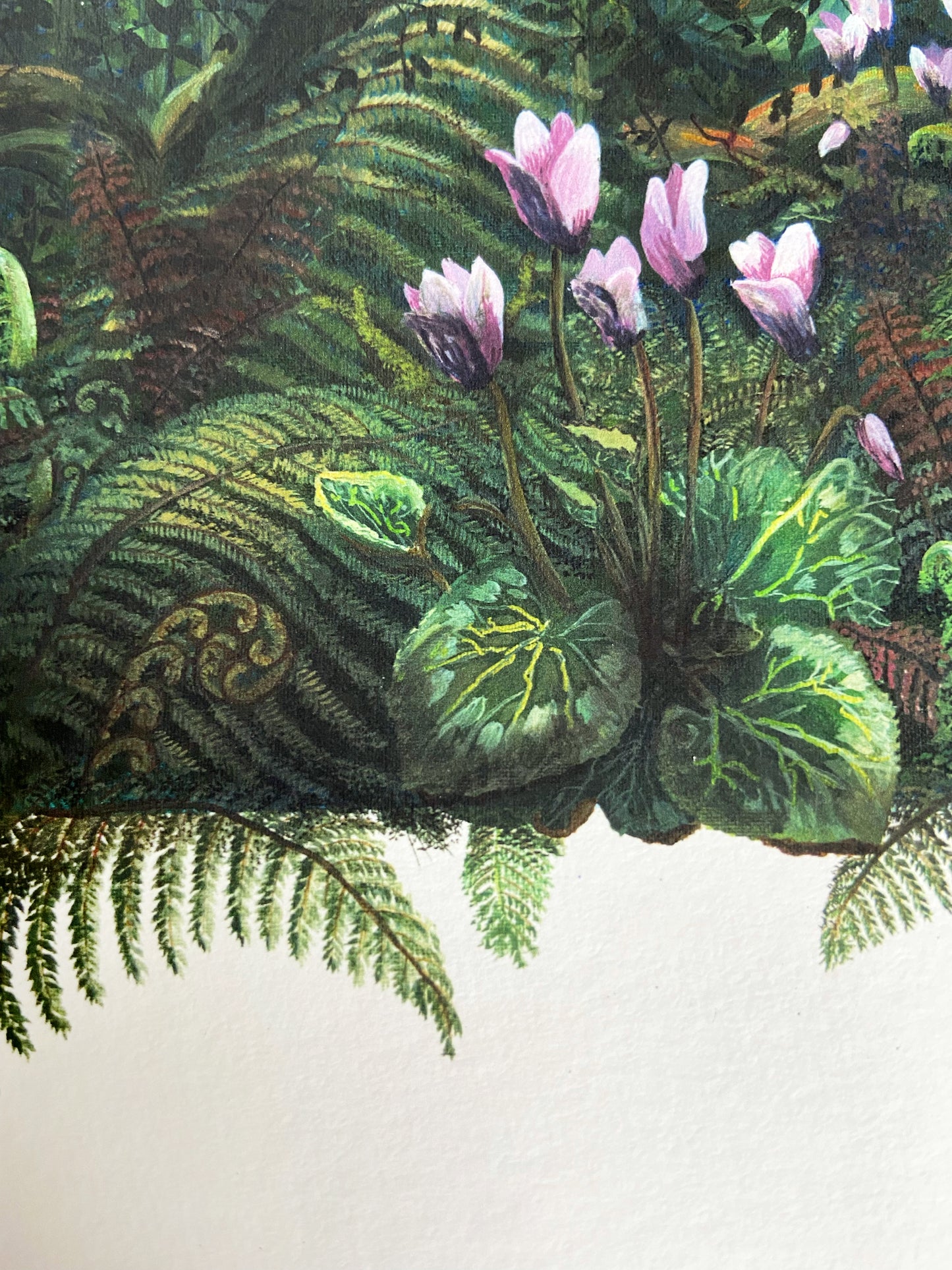 Cyclamen and Foxglove